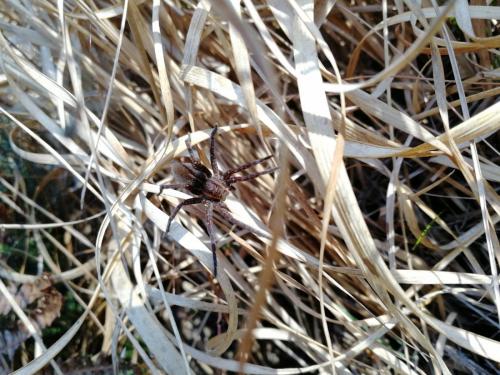 Dolomedes sp.